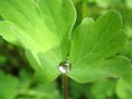 Water droplets on a green leaf Royalty Free Stock Photo