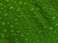 Water droplets green leaf Royalty Free Stock Photo