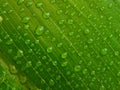 Water droplets, green leaf Royalty Free Stock Photo