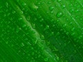 Water droplets on green leaf, Royalty Free Stock Photo