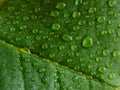 Water droplets on green leaf Royalty Free Stock Photo