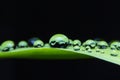 Water droplets on green leaf with background black Royalty Free Stock Photo