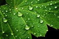 Water droplets on green leaf macro close up. Natural background, Green leaf close-up with dew drops on it, AI Generated Royalty Free Stock Photo