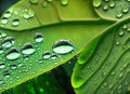 Water droplets on green leaf macro closeup. Natural background. Generative AI Royalty Free Stock Photo