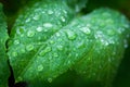 Water droplets on a green leaf Royalty Free Stock Photo