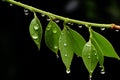 water droplets on green leaves on a branch Royalty Free Stock Photo