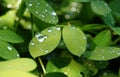 Water droplets on leaf, crystal clear water droplets, morning dew, green represents eternal life Royalty Free Stock Photo
