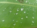 the water droplets on the green leaves look clear