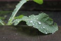 Water droplets on the green leaves at rainy day Royalty Free Stock Photo