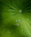 Water droplets on green lotus leaf close up Royalty Free Stock Photo