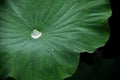 Water droplets on green lotus leaf. Green lotus leaf texture and background. Royalty Free Stock Photo