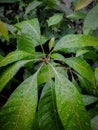 water droplets on green mangoe leaves