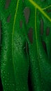 Water droplets on a green monstera leaf