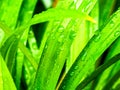 water droplets on green pandan leaves after rain Royalty Free Stock Photo