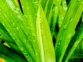 water droplets on green pandan leaves after rain Royalty Free Stock Photo