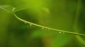 Water droplets on a green stalk