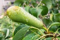 Pear with water droplets on the surface Royalty Free Stock Photo