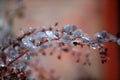 Water droplets hanging over in the reed