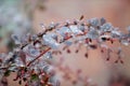 Water droplets hanging over in the reed