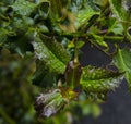 Water droplets on Holly