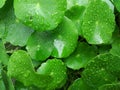 Water droplets on a hydrocotyle verticillata or whorled pennywort leaf at noon