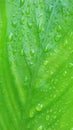 water droplets on Indonesian ginger leaves