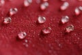 Water droplets on  a  jacket of red waterproof fabric Royalty Free Stock Photo