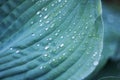 Water Droplets On A Large Green Leaf Of A Plant