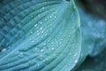 Water Droplets On A Large Green Leaf Of A Plant