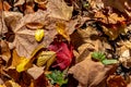 Water droplets from last night`s rain on the Fall leaves in the forest, Central Canada, ON, Canada Royalty Free Stock Photo