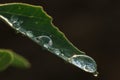 Water Droplets on Leaf