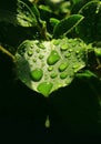 Water droplets on leaf