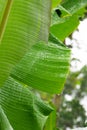 Water Droplets in Leaf Banana Royalty Free Stock Photo