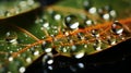 water droplets on a leaf Royalty Free Stock Photo