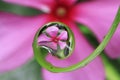 Water droplets on leaf close up view Royalty Free Stock Photo