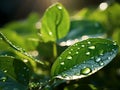 Water Droplets On A Leaf Royalty Free Stock Photo