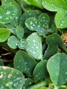 Water droplets leaf green clear bubbles Royalty Free Stock Photo