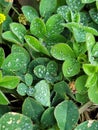 Water droplets leaf green clear bubbles Royalty Free Stock Photo