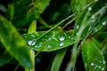 Water droplets on a leaf