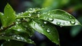 water droplets on a leaf. Green leaves blend with water drops, crystal shinning Royalty Free Stock Photo