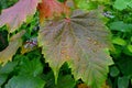 Water Droplets on a Leaf Royalty Free Stock Photo