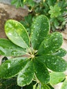 water droplets on leaf, Raindrops on green long leaves Royalty Free Stock Photo