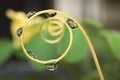 Water droplets on leaf reflection close up Royalty Free Stock Photo