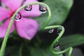 Water droplets on leaf reflection close up Royalty Free Stock Photo