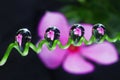 Water droplets on leaf reflection close up Royalty Free Stock Photo