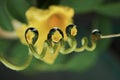 Water droplets on leaf reflection close up Royalty Free Stock Photo