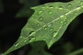 Water droplets on leaf reflection close up Royalty Free Stock Photo