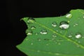 Water droplets on leaf reflection close up Royalty Free Stock Photo