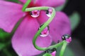 Water droplets on leaf reflection close up Royalty Free Stock Photo