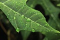 Water droplets on leaf reflection close up Royalty Free Stock Photo